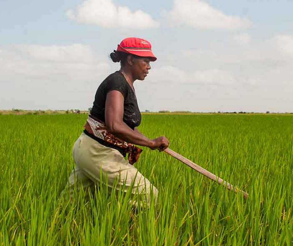 Madagascar gets $227 million from World Bank and the French Development Agency to boost climate-smart agriculture