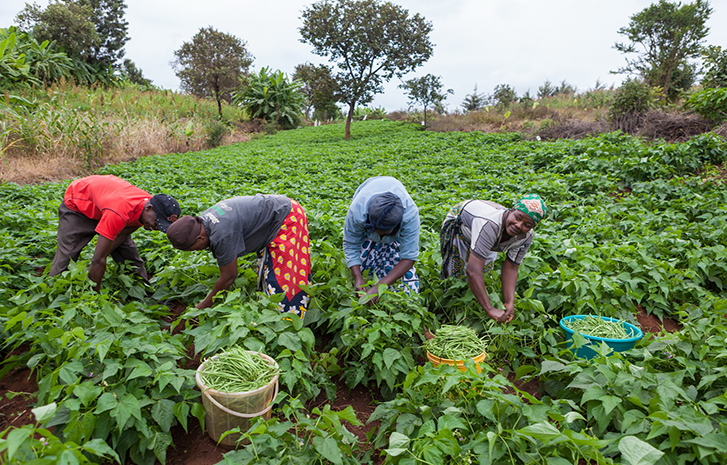 PULA: The Kenyan Startup Transforming The Lives of Smallholder Farmers Through Agricultural Insurance