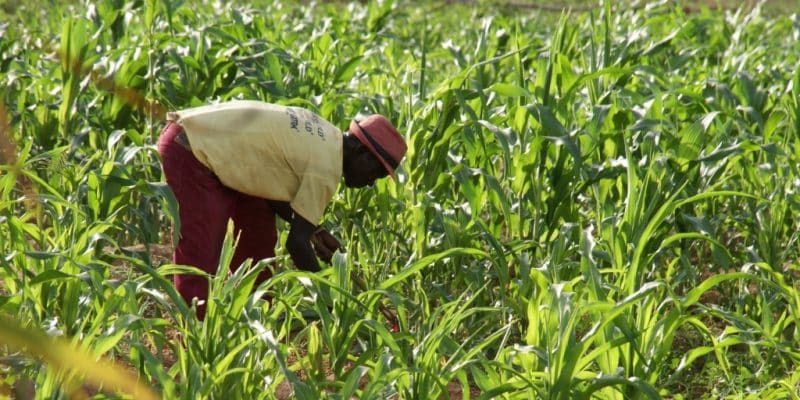 AfDB Approves $20 Million Grant to Boost Food Security and Water Access in Senegal