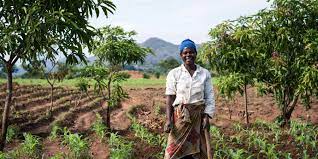 One Acre Fund Secures $1.4 Million Investment From Impact Bridge Asset Management to Support African Farmers