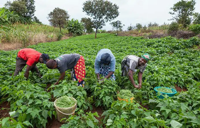 Sahel Capital Backs Nigeria’s Agriarche to Boost Market Access for Smallholder Farmers