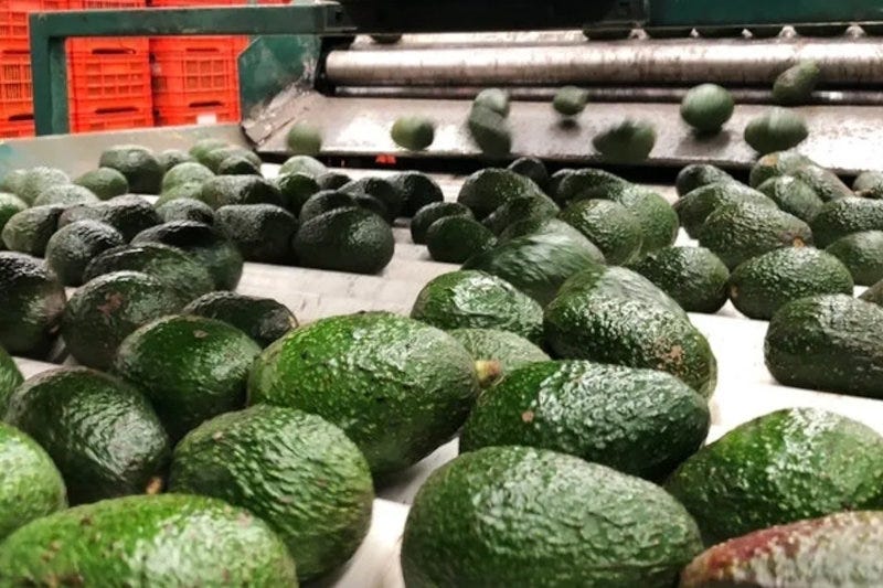 Sahel Capital Invests $1 Million in Avocado Oil Firm Persea to Boost East Africa’s Agribusiness