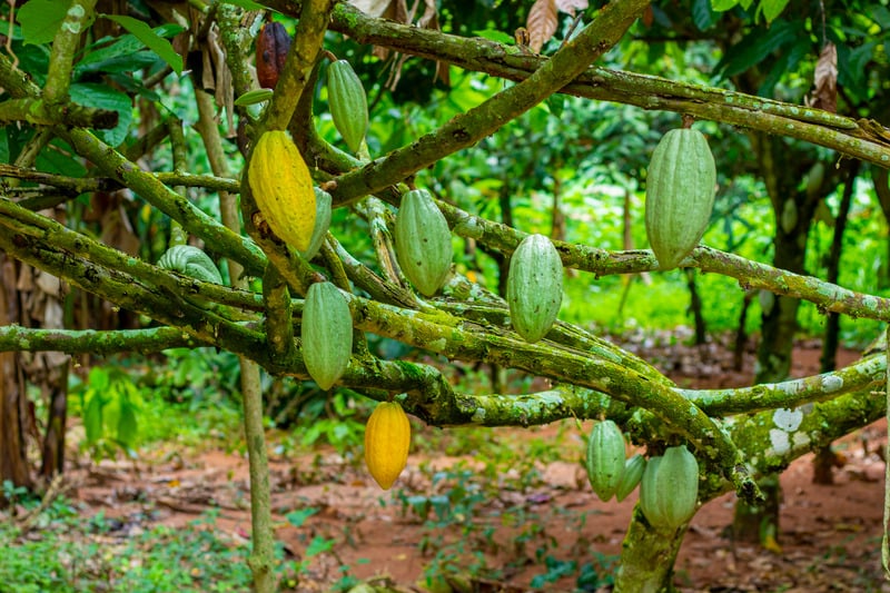 Sahel Capital Extends $590,000 Loan to Support Cashew and Cocoa Aggregator in Nigeria