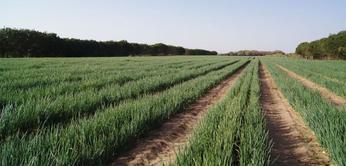 ALCB Fund Invests $7 Million in Swami Agri’s $52.2 Million Green Bond in Senegal